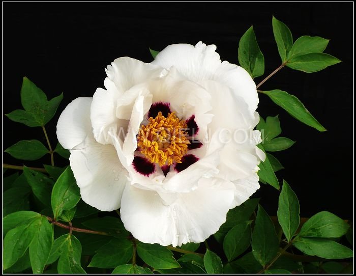 木本油料植物-牡丹籽 牡丹籽油加工設(shè)備廠家企鵝糧油機(jī)械(圖1) 木本油料植物-牡丹籽 牡丹籽油加工設(shè)備廠家企鵝糧油機(jī)械(圖1)